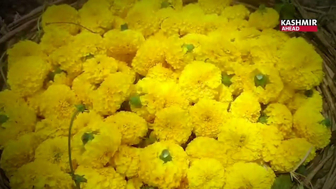 Floriculture being given a boost in RS Pora to tap Rs 20 crore market catering to city of temples