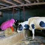 Anantnag’s dairy revolution: A symbol of badalta Kashmir