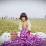Pampore blooms purple: Kashmir’s Saffron town emerges as the valley’s new tourism star