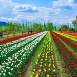 Asia’s largest Tulip Garden opens in Srinagar, tourists marvel at Spring Bloom