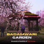 Badamwari bloom marks spring surge