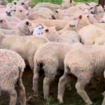 Budgam launches commercial Sheep unit under HADP