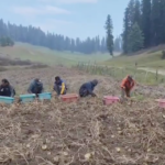 From snow to soil: Gulmarg’s ‘Aloo Pahad’ grows Kashmir’s golden potatoes