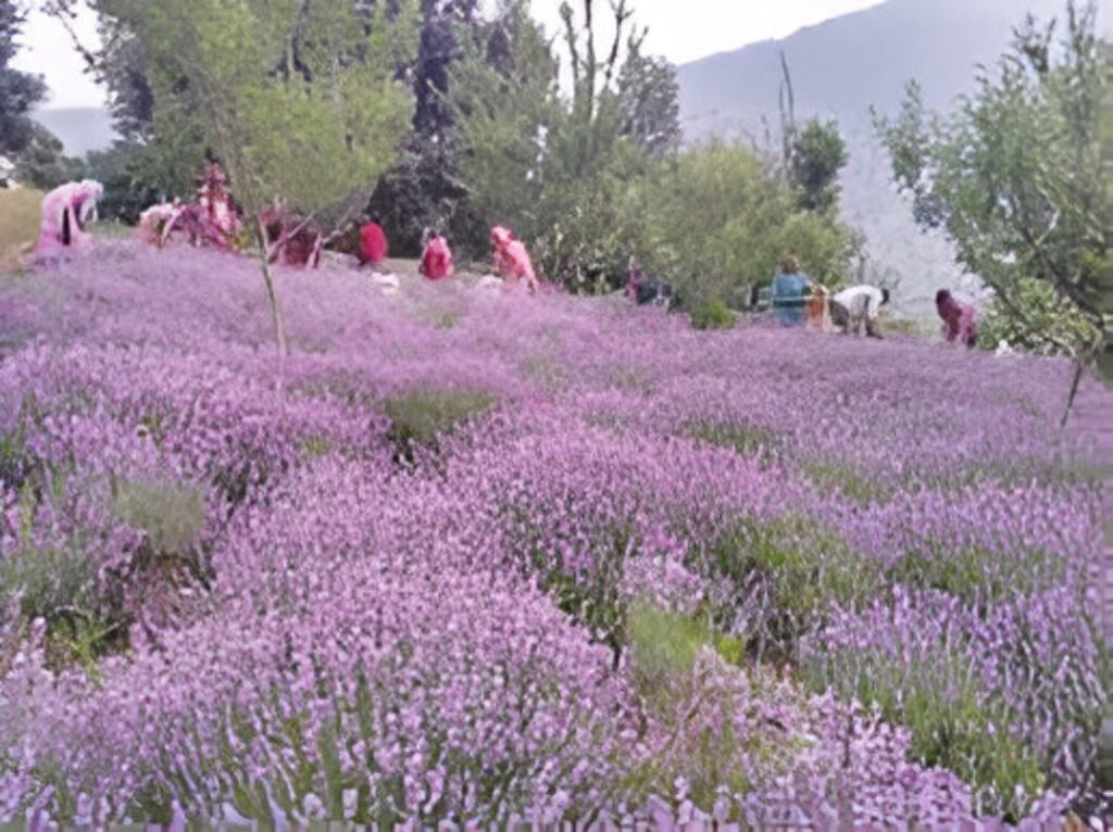 Udhampur farmers join Bhaderwah’s Lavender revolution