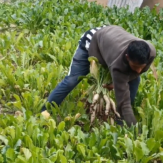 Poonch farmers rejoice as vegetable farming boosts income and livelihoods