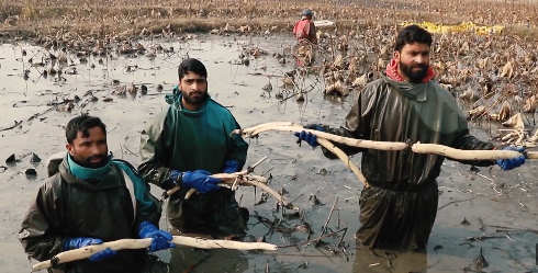 Nesbal farmers brave winter cold for Nadru harvest in Bandipora
