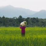 Organic farming becomes key livelihood in Rajouri’s Sundarbani