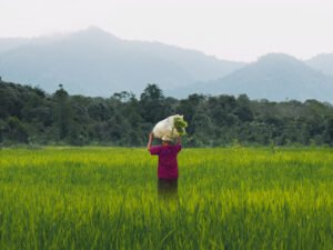 Organic farming becomes key livelihood in Rajouri’s Sundarbani