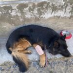 2 Para SF K9 Tyson injured, 3 terrorists eliminated in J&K