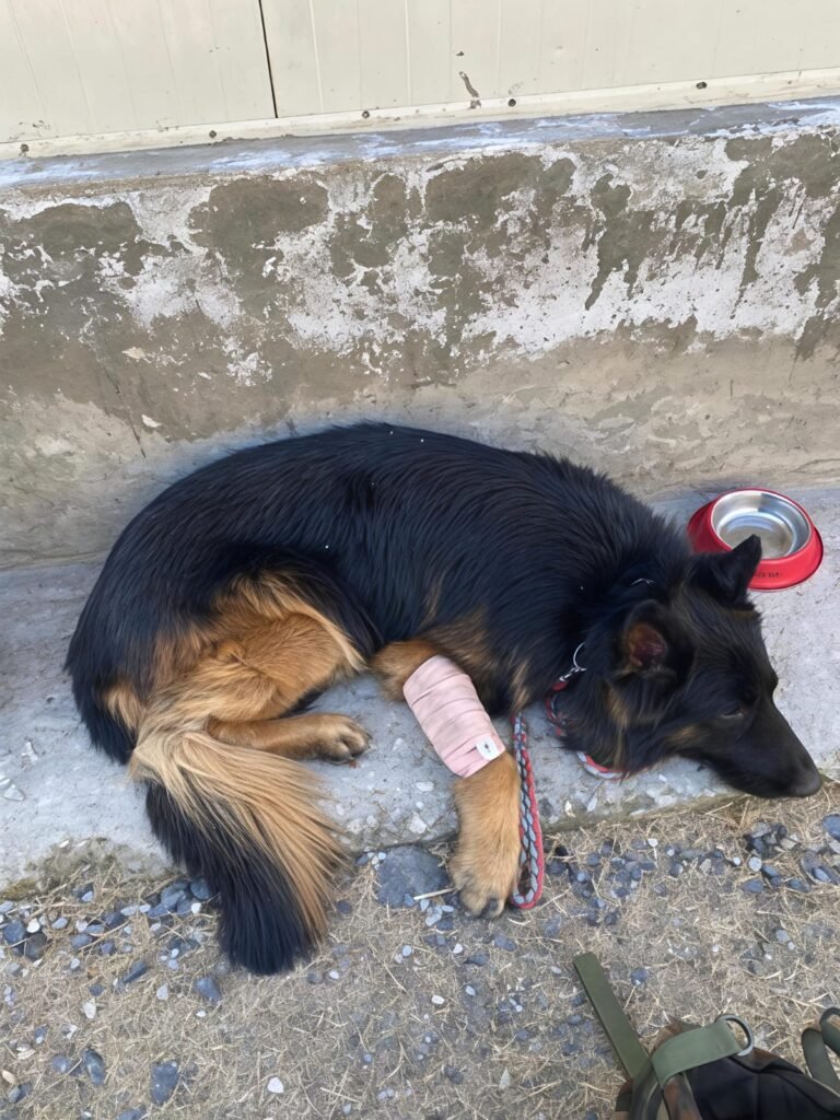 2 Para SF K9 Tyson injured, 3 terrorists eliminated in J&K