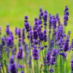 Lavender revolution gains momentum in Jammu, focus on boosting ‘Purple Gold’ economy