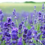 6 Lakh lavender seedlings boost Bhaderwah’s purple revolution in J&K