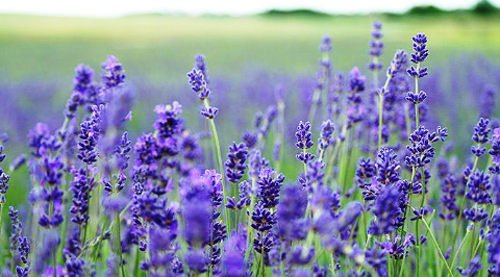 6 Lakh lavender seedlings boost Bhaderwah’s purple revolution in J&K