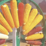 GON’GUL marks new plantation year with Agri-Horti breakthroughs at SKUAST-K