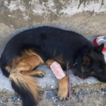 2 Para SF K9 Tyson injured, 3 terrorists eliminated in J&K