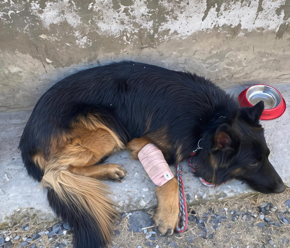 2 Para SF K9 Tyson injured, 3 terrorists eliminated in J&K