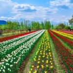 Tulip Garden likely to open by march 15; Srinagar gears up for tourist rush