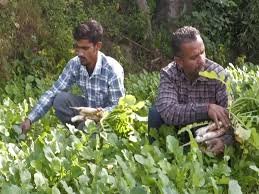 Debari’s organic cauliflower success lifts farmers in Udhampur