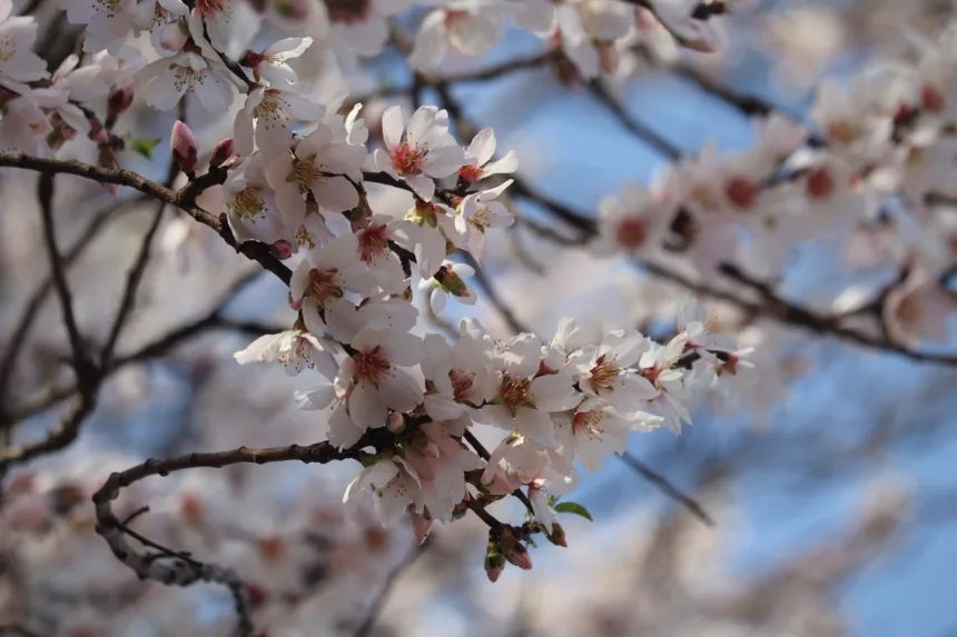 Badamwari Almond blossom season begins in Srinagar