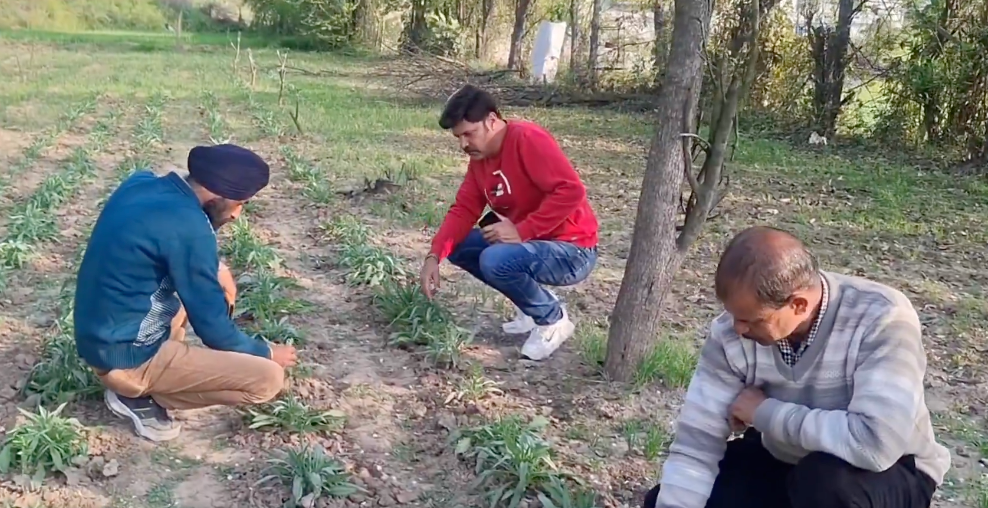 Rajouri farmers explore medicinal plant cultivation to boost income