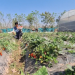 Berry big dreams: Kathua youth expands strawberry farm to 1 lakh plants