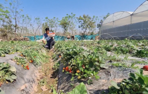 Berry big dreams: Kathua youth expands strawberry farm to 1 lakh plants