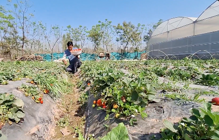 Berry big dreams: Kathua youth expands strawberry farm to 1 lakh plants