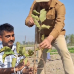 Fruitful futures: Kathua promotes high-yield orchards for rural youth