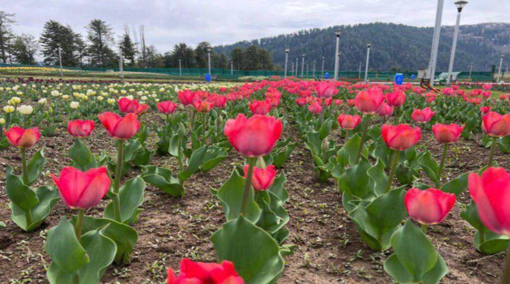 Jammu tulip garden opens at Sanasar Valley, 2 lakh flowers bloom