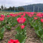 Jammu tulip garden opens at Sanasar Valley, 2 lakh flowers bloom