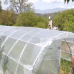 Udhampur gets 85 polyhouses to boost vegetable farming