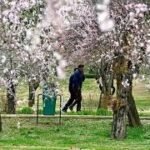 Lavender plants to keep Badamwari garden colorful after Almond
