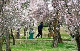 Lavender plants to keep Badamwari garden colorful after Almond