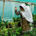 Sabia Mushtaq turns passion into profitable nursery in Awantipora