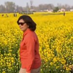 Blooming mustard fields paint Srinagar–Jammu highway yellow in Kashmir