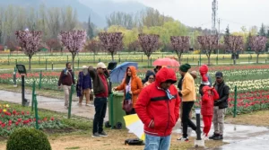 Tourists revel in Srinagar Tulip Garden amid light rain