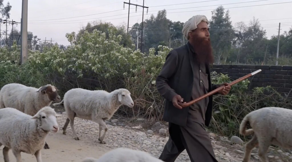 Kathua gets modern wool processing facility to boost sheep farming sector