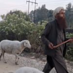 Kathua gets modern wool processing facility to boost sheep farming sector