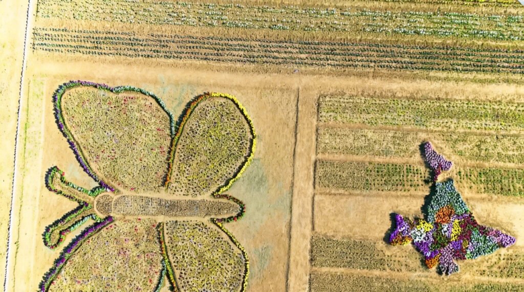 Tulip Fest 2026 showcases blend of science and nature in Pulwama