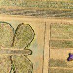 Tulip Fest 2026 showcases blend of science and nature in Pulwama