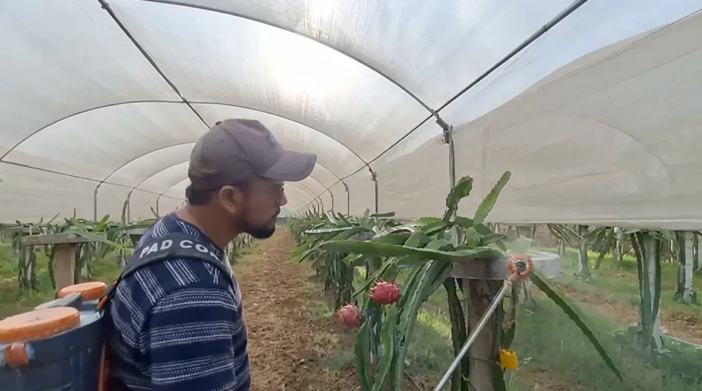Kathua youth turns Dragon fruit farming into profitable venture, inspires local youth