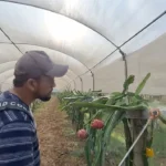Kathua youth turns Dragon fruit farming into profitable venture, inspires local youth