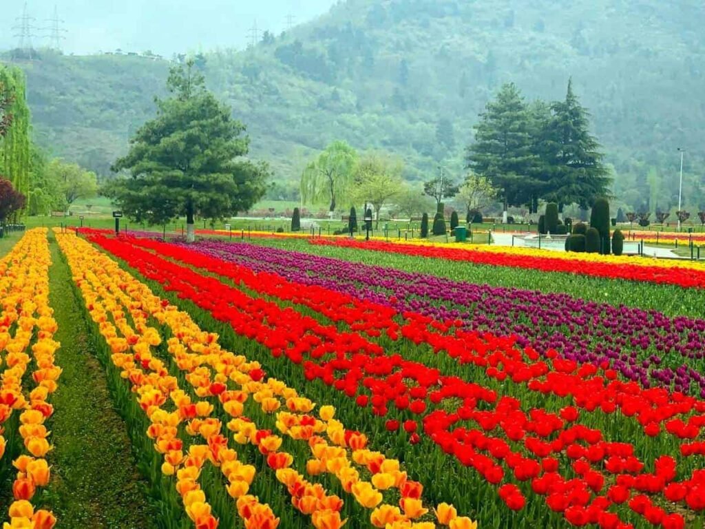 Tulip festival in Srinagar set to showcase Kashmir’s spring beauty