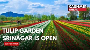 1.8 Million Tulips Set to Bloom at Srinagar’s Tulip Garden from March 16 🌷