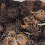 Kashmir advances in high-value Mushroom Cultivation with SKUAST-K innovation