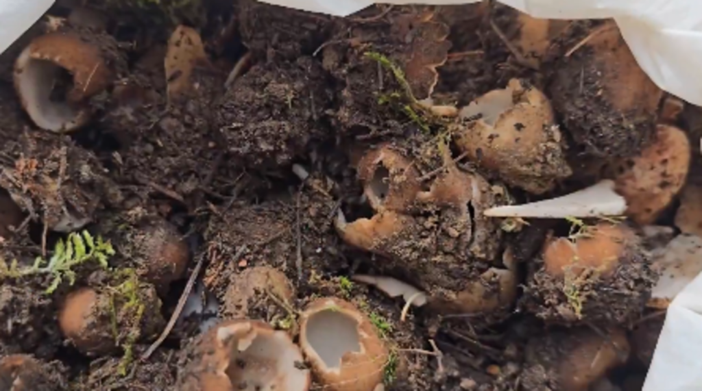 Kundi Mushrooms return to boost Bhaderwah livelihoods