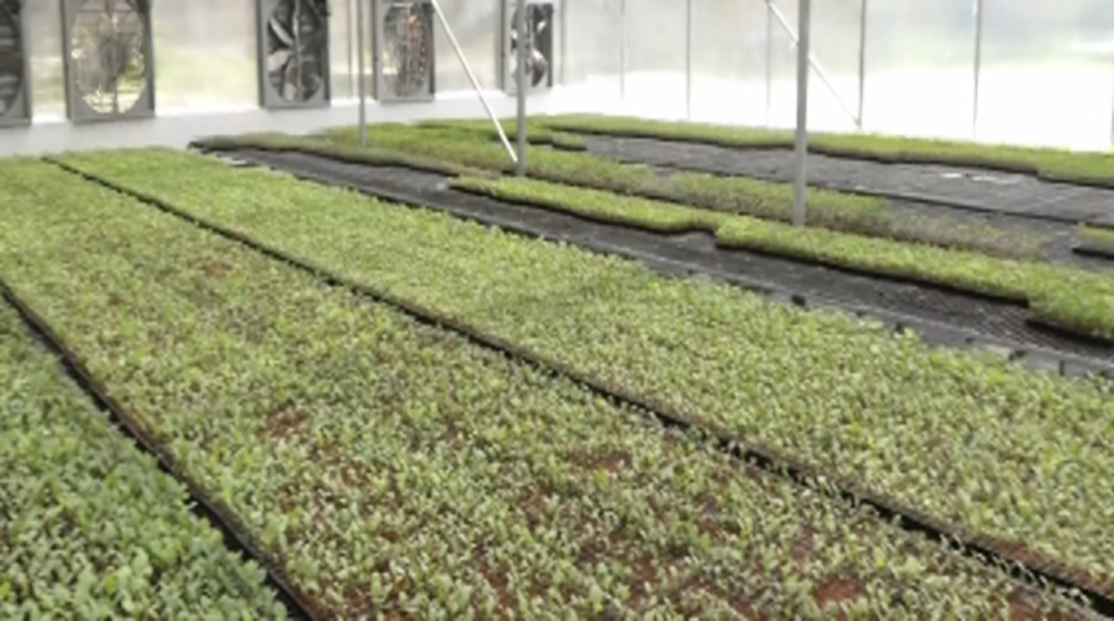 Talab Tillo polyhouse boosts farmers with hybrid saplings