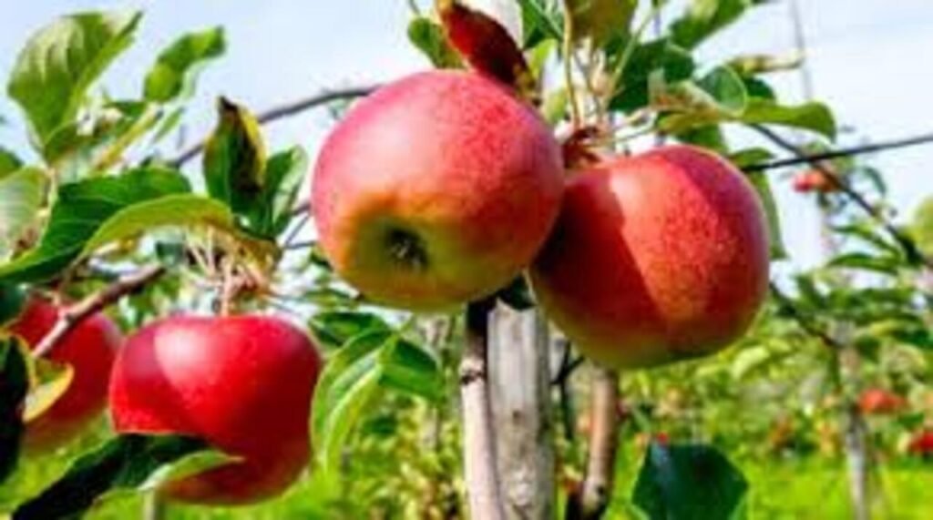 Udhampur witnesses transition to high-density orchards