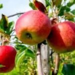 Udhampur witnesses transition to high-density orchards