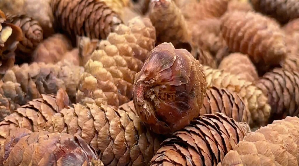 Nagdandi’s medicinal plant nursery emerges as hub of sustainable healthcare and conservation